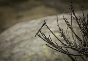 Small dragonfly insect sits on branch of bush on mountain rock boulder in New Zealand