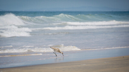 Seagull hunts for food on sandy beach as waves roll in on Pacific Baja California coast