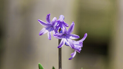 Delicate purple hyacinth flowers grow in bright sunny spring garden