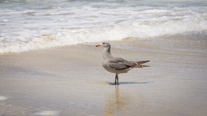 Seagull hunts for food on sandy beach as waves roll in on Pacific Baja California coast