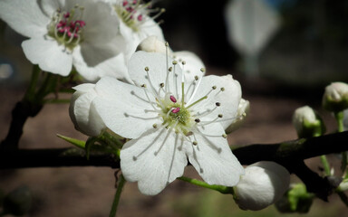 Macro of white Bradford pear tree blossom flowers in bright sunny spring garden