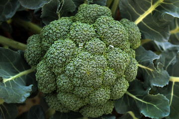 Organic broccoli (Brassica oleracea) growing in vegetable garden