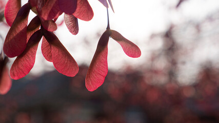 Red Helicopter Whirligig Samara fruits hang on maple tree branch in spring garden