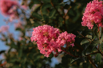 Pink blossoms on branch of crepe myrtle in spring garden at sunset