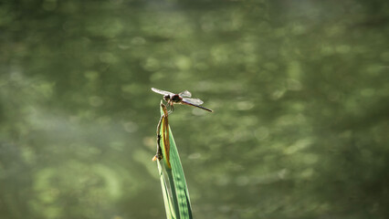 Dragonfly sits gracefully on glass blade in sunny summer garden park in New Zealand