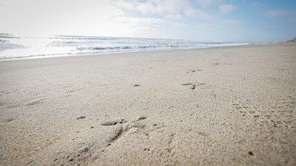 Seagull bird animal tracks on sandy beach on Baja California Pacific Ocean coast
