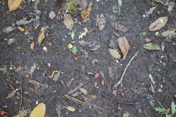Woodland Floor Texture