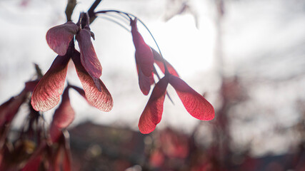 Red Helicopter Whirligig Samara fruits hang on maple tree branch in spring garden