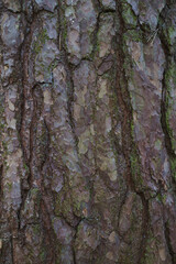 Tree Bark Texture