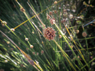 Wild grass and foliage in bright sunlit autumn field in New Zealand