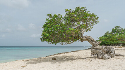 Iconic Landmark Divi Divi trees on a sandy beach overlooking the ocean off the coast of Aruba