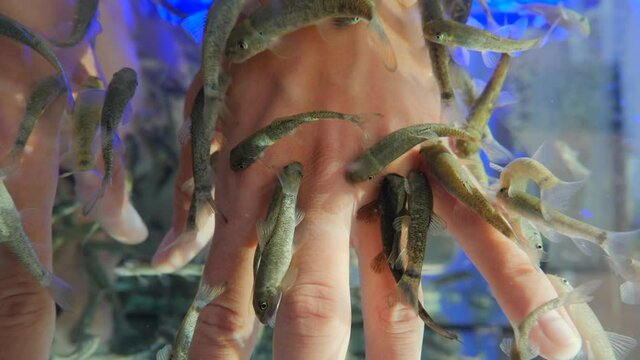 Woman puts her hands in aquarium with Red Garra or Garra Rufa fishes also known as Doctor Fish or Nibble Fish. Spa attraction for tourists. Slow motion.