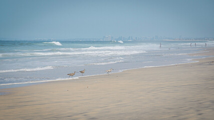 Seagulls hunt for food on sandy beach as waves roll in on Pacific Baja California coast