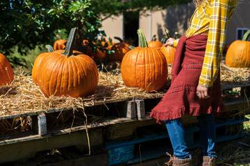 Girl chooses big orange pumpkin to carve on 
 Halloween
