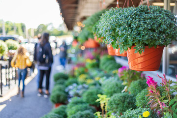 Flower ready to bloom at a farmer's market in autumn