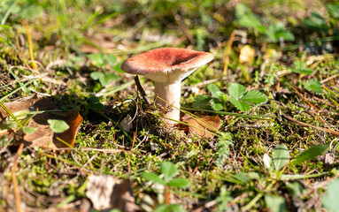 small mushroom in autumn foliage in the park