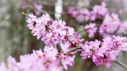 Macro of a branch of delicate pink red bud tree blossom flowers in a spring garden