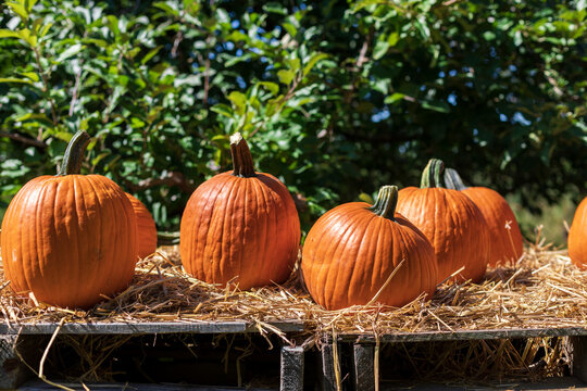 Orange pumpkins sit on hay covered pallets in autumn