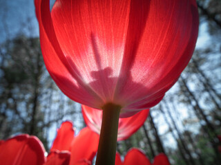 Macro of Tulip flower petals in silhouette in sunny spring garden
