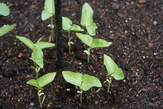 Runner beans in the garden