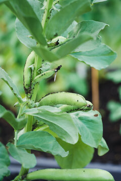 Broad beans in the garden
