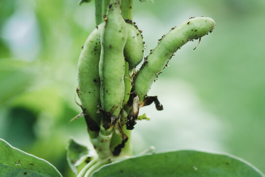 Broad beans in the garden