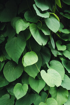 Closeup of pipe vine climbing plant in the garden