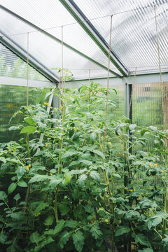 Tomatoes in a greenhouse