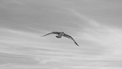 Seagull flies thru bright clear blue sky over sandy beach as waves roll in on Pacific Baja California coast