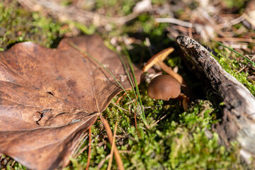 small mushroom in autumn foliage in the park