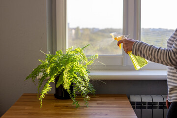 Female's hand sprinkling potted fern with yellow water sprayer near the window © Oksana