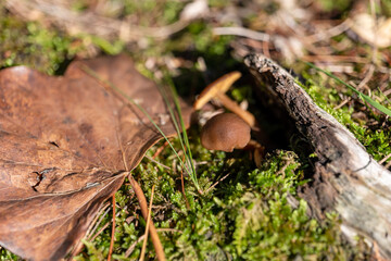 small mushroom in autumn foliage in the park