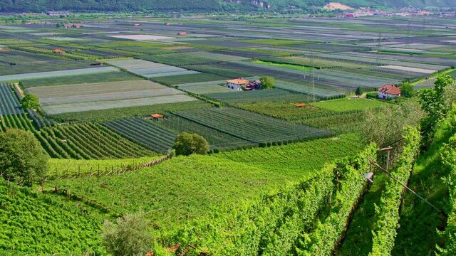 Valleys and slopes planted with Traminer grape vines, Gew&uuml;rztraminer, along the South Tyrolean Wine Route. Autonomous Province of Bolzano, Trentino Alto Adige, Italy, Europe