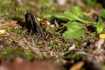 small mushroom in autumn foliage in the park