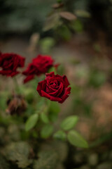 Flores del color rojo conocidas como rosas plantada en mitad de la calle 