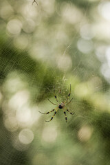 Golden orb-weaver spider in web in sunny summer garden