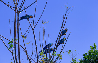 A arara-canindé, também conhecida como arara-de-barriga-amarela, arari, arara-amarela, arara-azul-e-amarela, araraí e canindé.