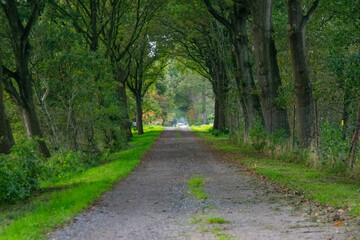 Naklejka premium alley in the park