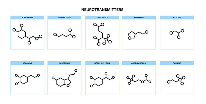 Chemical formulas of neurotransmitters