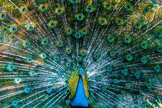 Peacock strutting with feathers up