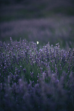 Butterfly flying above lavender 