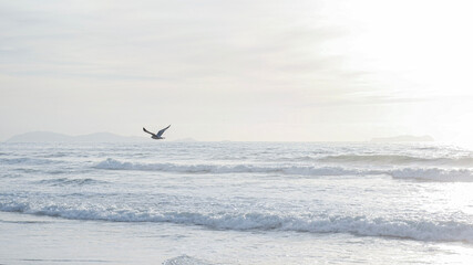 Seagull flies thru bright clear blue sky over sandy beach as waves roll in on Pacific Baja California coast