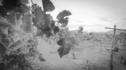 Closeup of delicate grape vine branch and leaves in Mexican winery vineyard on rolling hillside at sunset in Valle de Guadalupe