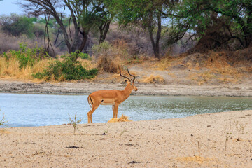 Impala (Aepyceros melampus) at the watering place in Tarangire National Park, Tanzania