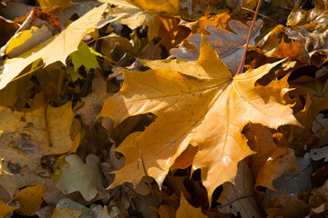 maple leave
