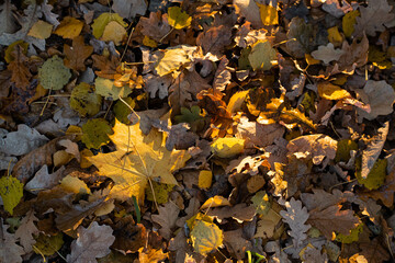 autumn leaves on the ground