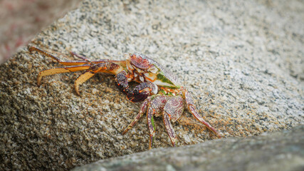 Small red crab sunbathes on sunny beach rock in Aruba in the Caribbean