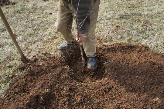 Planting Fruit Trees