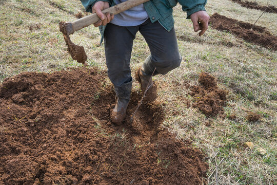 Planting Fruit Trees