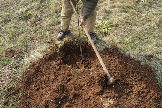 Planting Fruit Trees